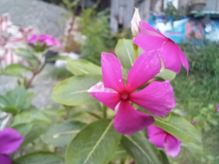 Galaxy A12 macro