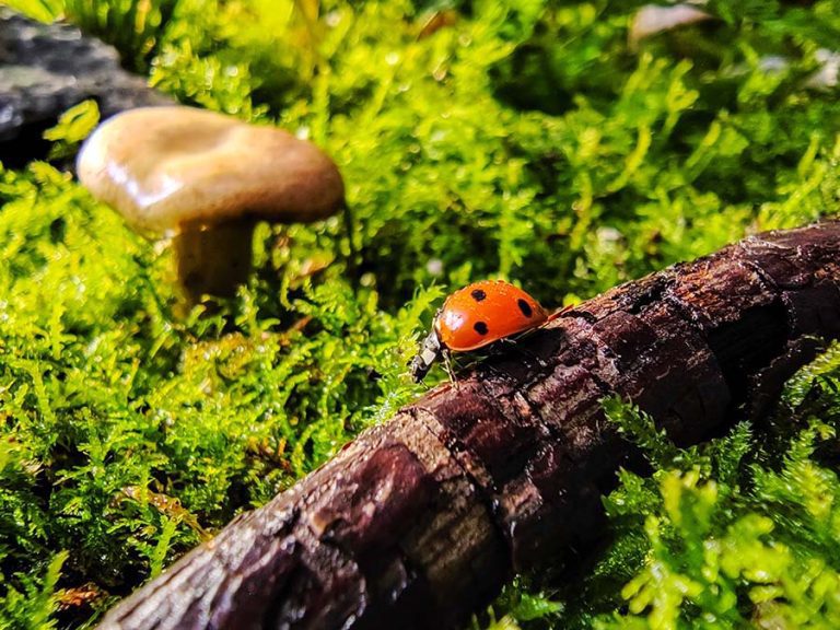 Ultra Wide Macro