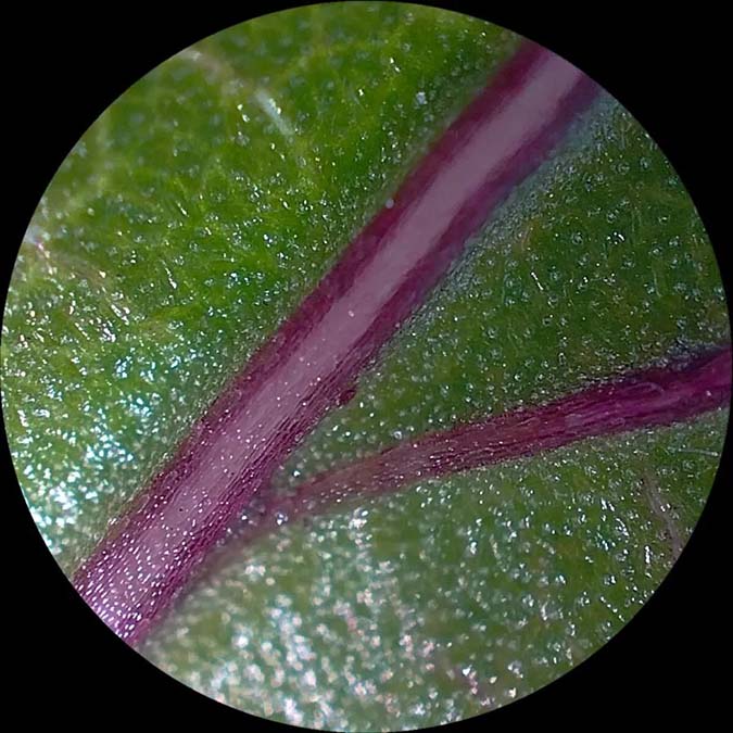 Up to 40x magnification, discover new delights daily.jpg